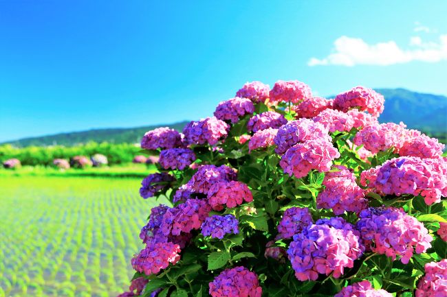 再びの開成町 ～田んぼと空と紫陽花と～』秦野・松田・足柄(神奈川県