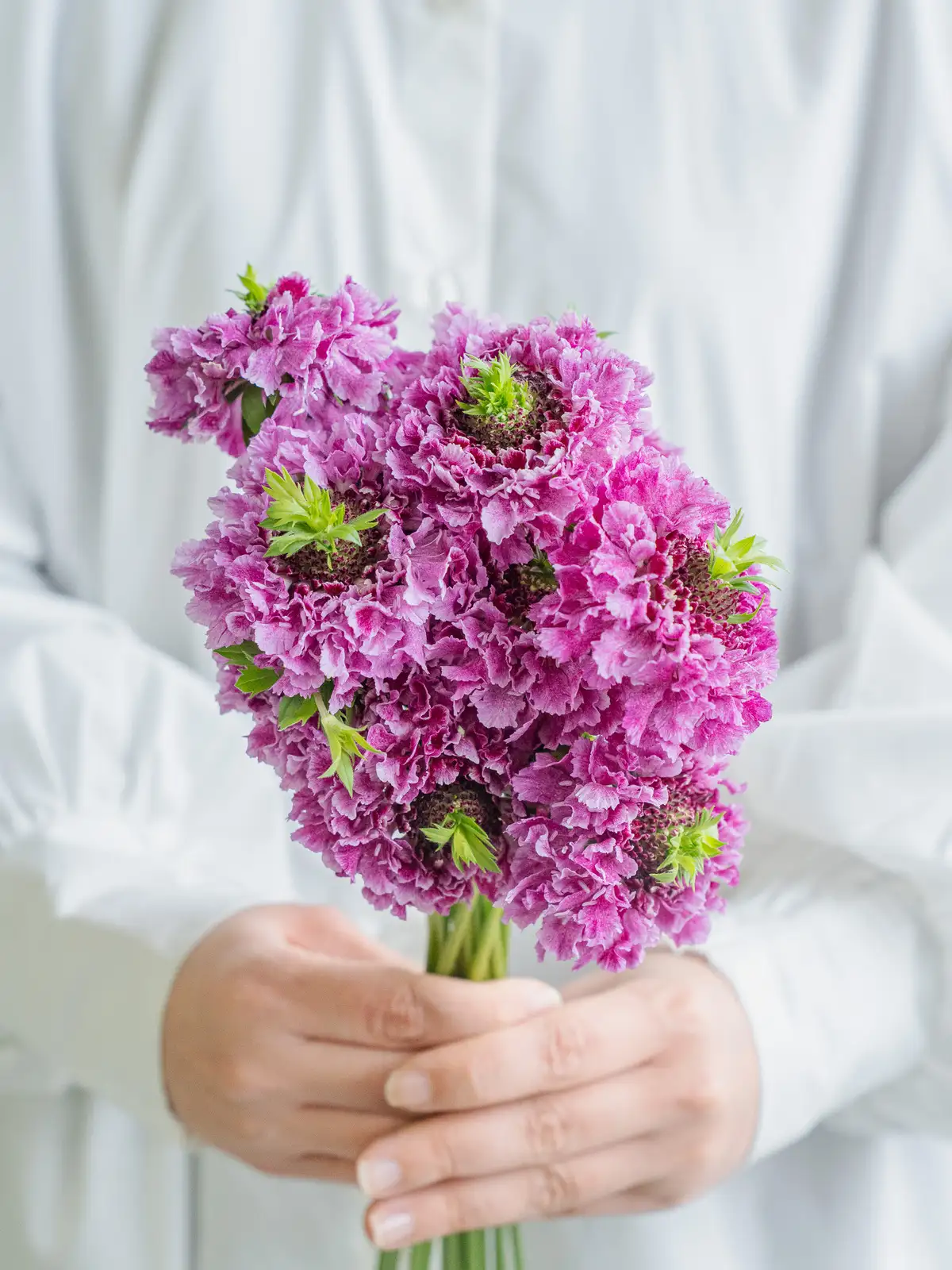 スカビオサ（紫）チョンマゲタスケ｜花の仕入れを簡単に。花材の卸通販