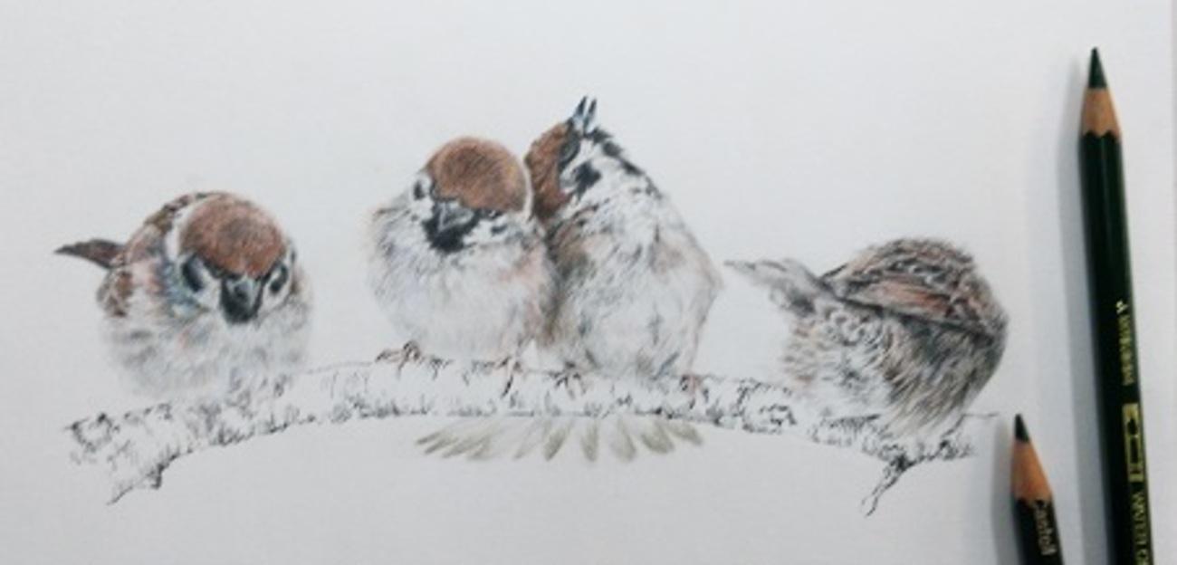 色鉛筆で雀描きました - お絵描きeveryday