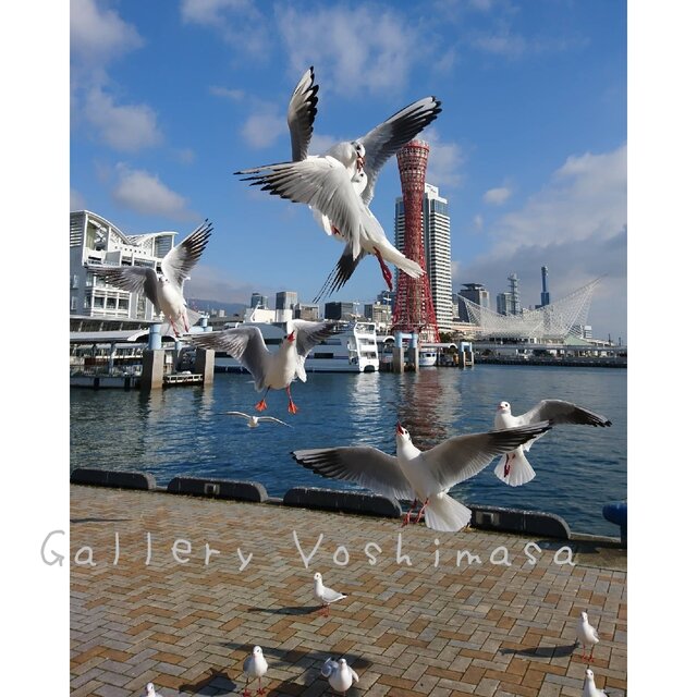 みなと神戸に咲く華 「ユリカモメ」 「カモメのいる暮らし」 A3 サイズ
