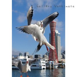 みなと神戸に咲く華 「ユリカモメ」 「カモメのいる暮らし」 A3 サイズ