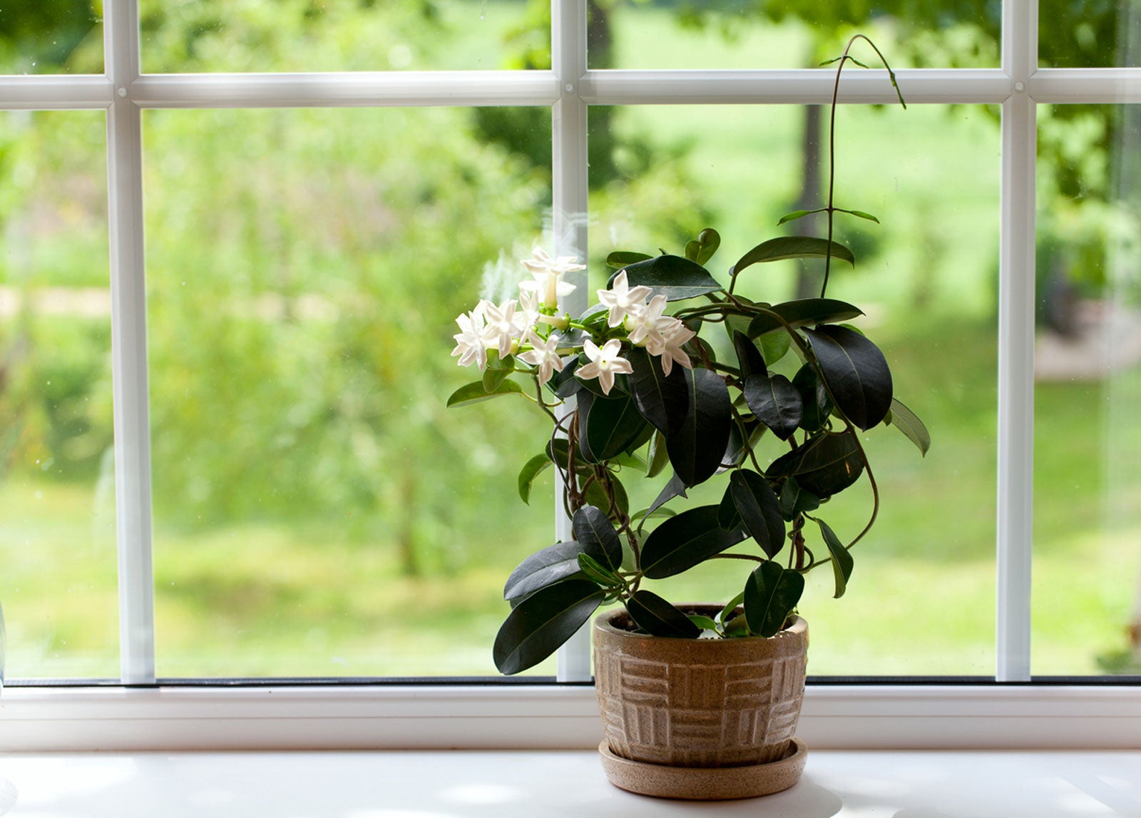 Jasmine Flowers - How To Care For A Jasmine Houseplant | Gardening