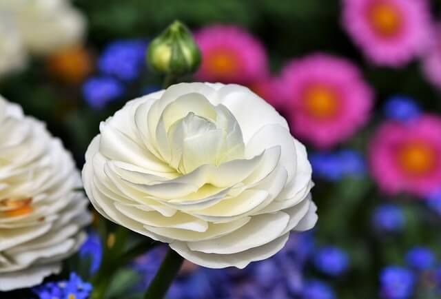 6月10日の誕生花：アカンサス・ビジョナデシコ(美女撫子)の花言葉など