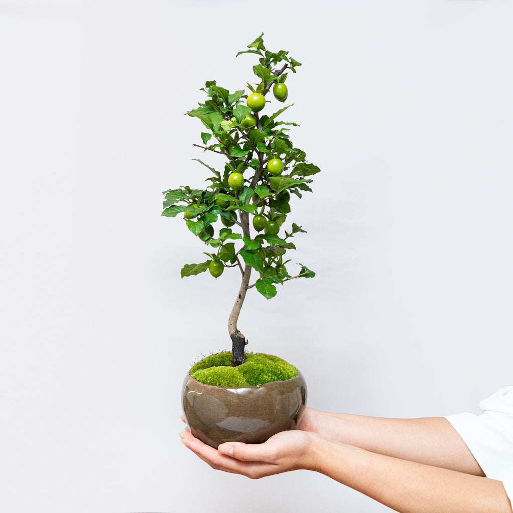 受注販売】四季と盆栽 《秋》 ｜ ロウヤガキ