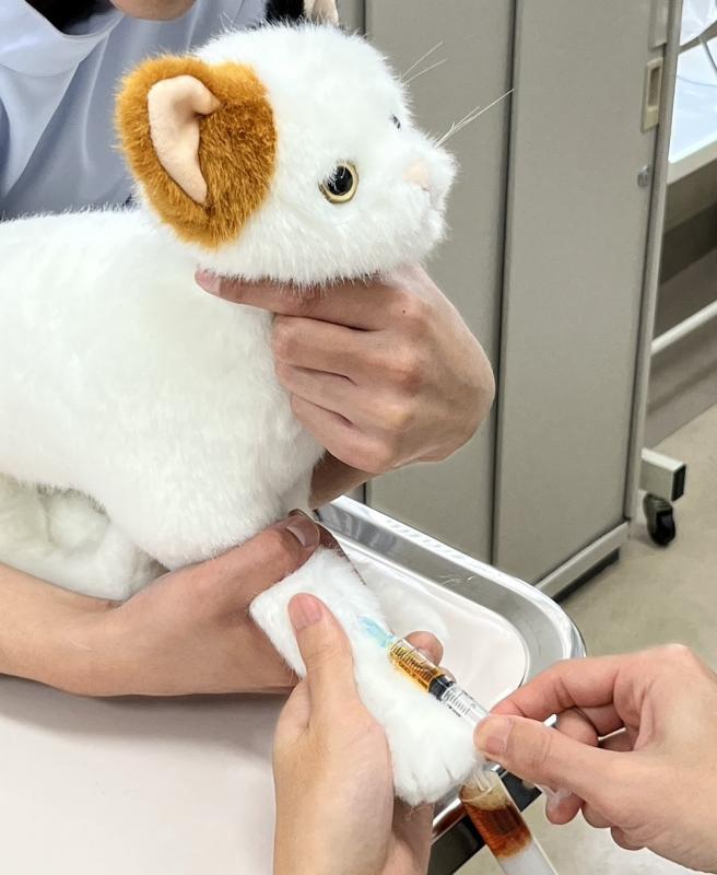 保定のできる猫型採血シミュレーター ねこにゃん – anifull