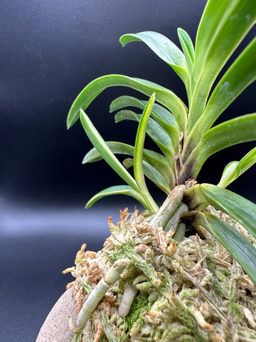 富貴蘭 変化を楽しむ | 白牡丹に白い柄の子が出てきた – Jewelry Plant