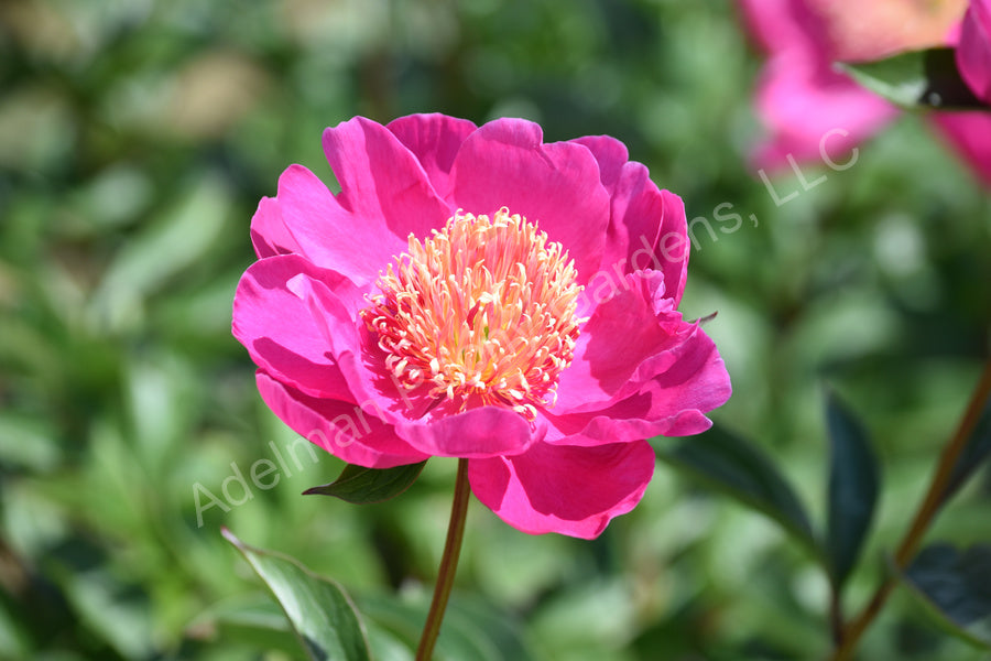 Leslie Peck - Premium Peony | Adelman Peony Gardens