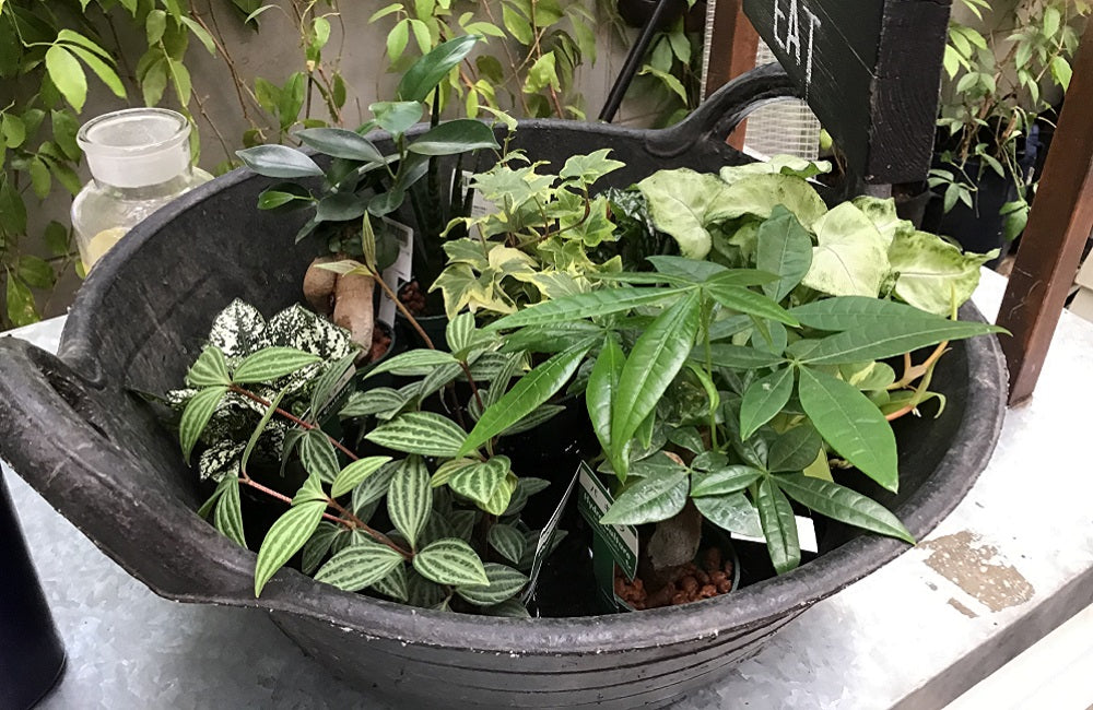 リーヒティエ プラント ポット」にグリーンを植えよう – Artek Tokyo Store