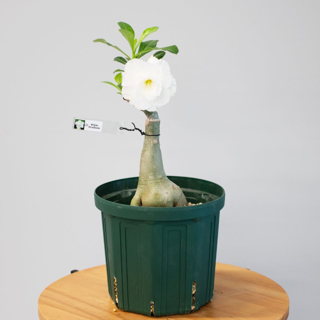 塊根植物（コーデックス） 鉢セットの通販 | GreenSnapSTORE