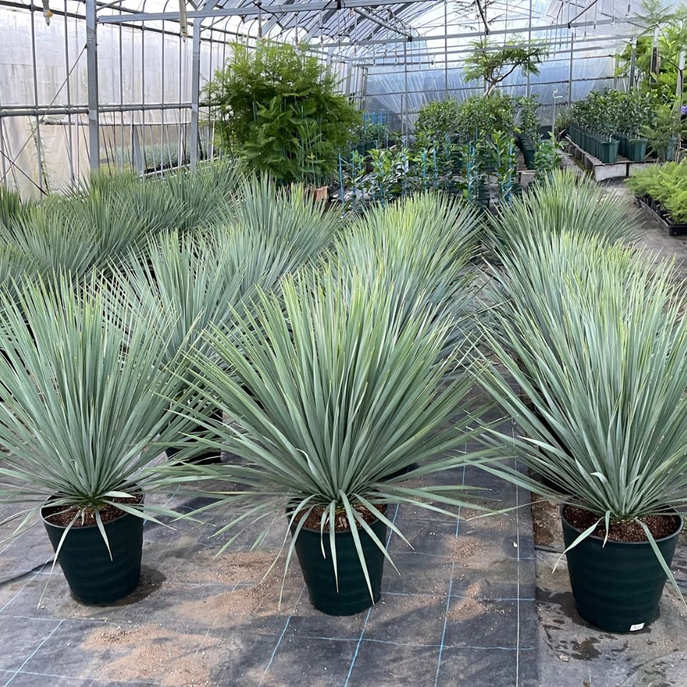 ユッカ・ロストラータ 8号 【国内栽培】の通販 | GreenSnap STORE