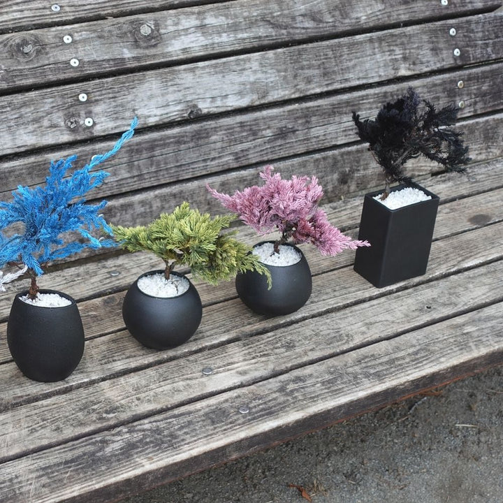 ドライ盆栽® ブラック 黒陶器 枯れ盆栽の通販 | GreenSnap STORE