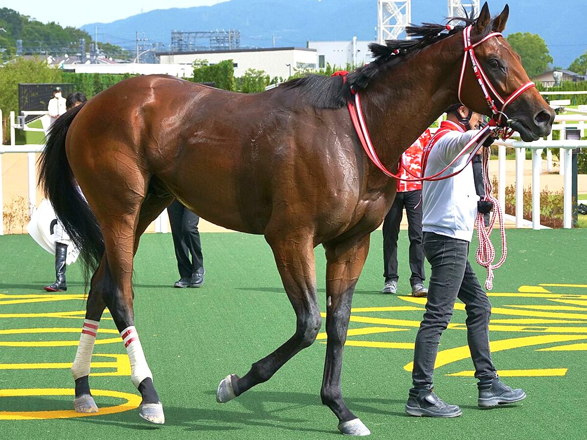 BCクラシック2025】フォーエバーヤングが国内追い切りで併せ馬、楽に併