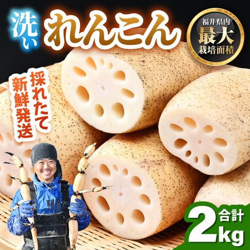 洗いれんこん2kg《発送直前に収穫してお届け！》 シャキっとした歯触り