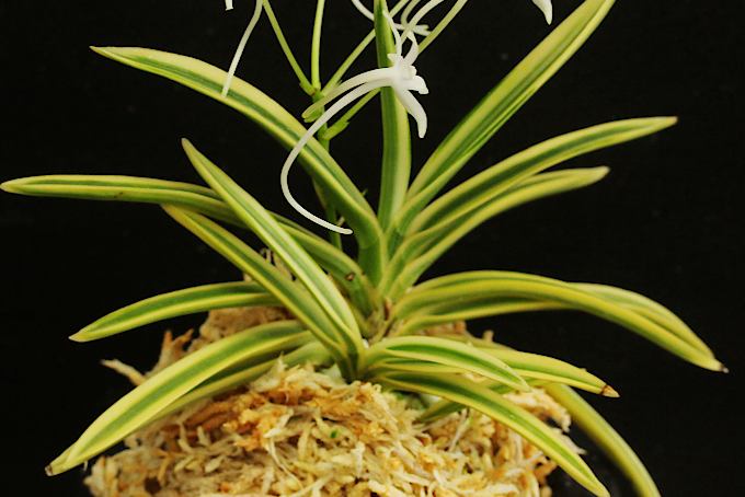 富貴蘭 御城覆輪 - 「中越植物園オンラインショップ」