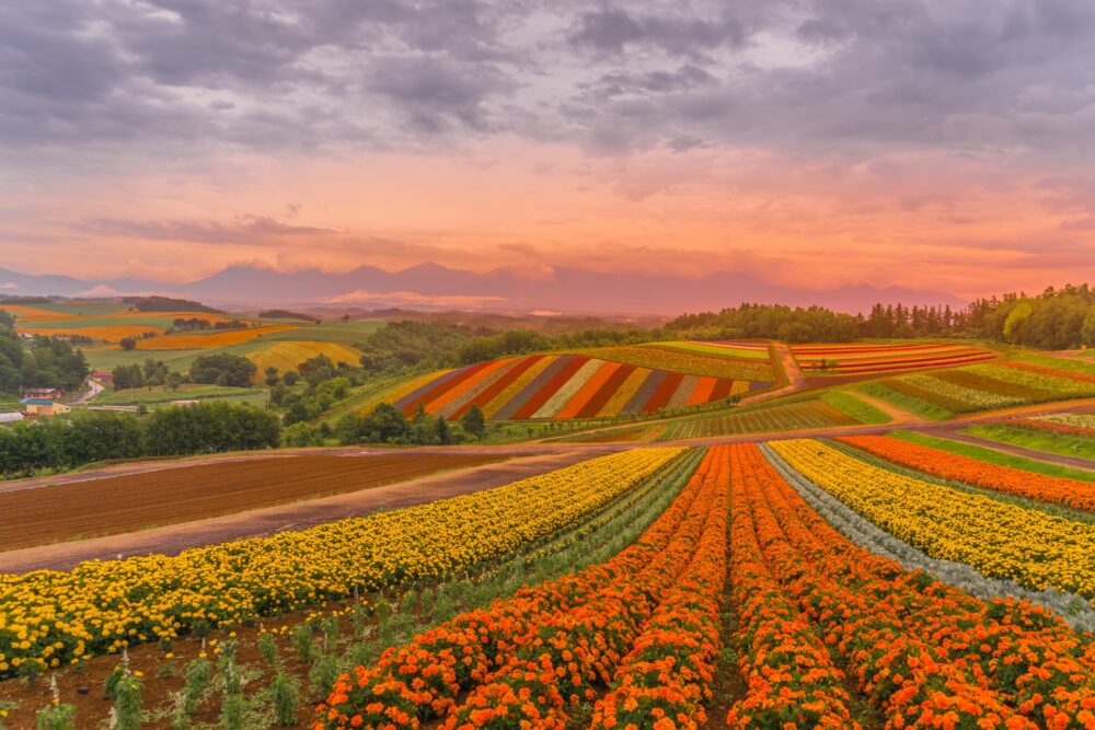 Must-See! 10 Spectacular Flower Fields Unique to Hokkaido