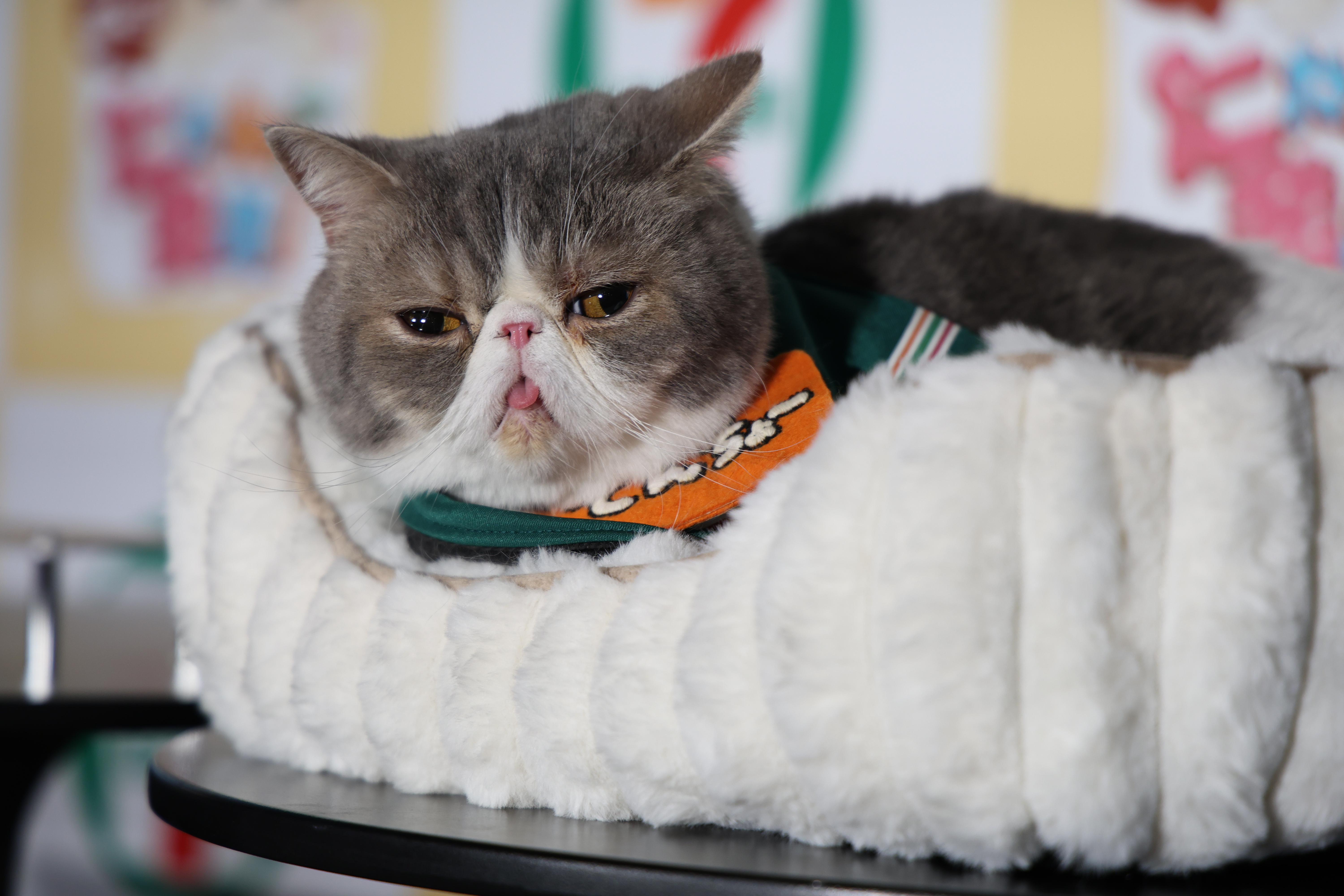 動画】肉球、尻尾…セブンイレブンが「猫の日」新商品発表 桜井日奈子