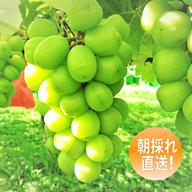 まつもとぶどう園（長野県・生坂村）｜生産者詳細｜産直アウル