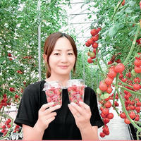 ⭐︎金賞受賞⭐︎ミサトファームの美健トマト®︎「プチぷよ」1箱40粒