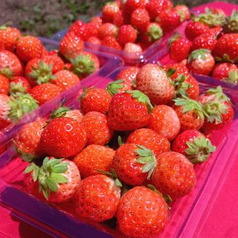 コロコロちびイチゴ！規格外特価、一箱1キロ以上！夏秋いちご すず
