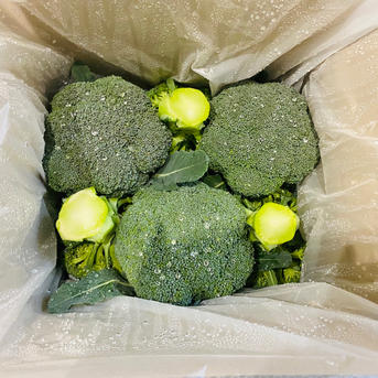 無くなり次第終了！】秋ブロッコリーsk9-099 ｜ 野菜/ブロッコリー