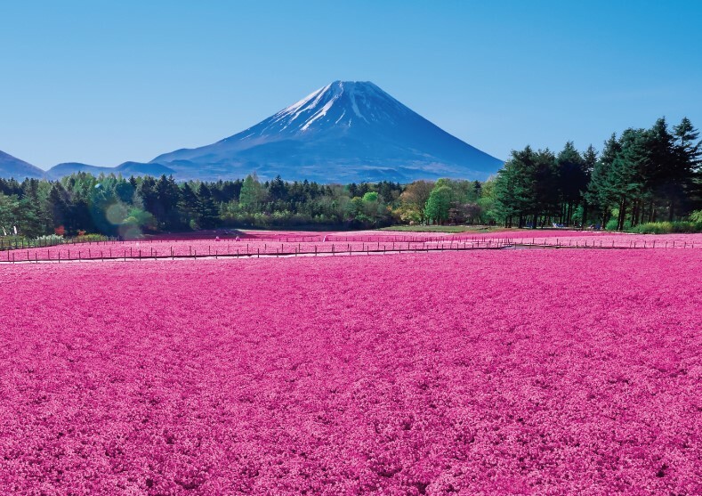 春の風物詩「富士芝桜まつり」と「ピーターラビットイングリッシュ