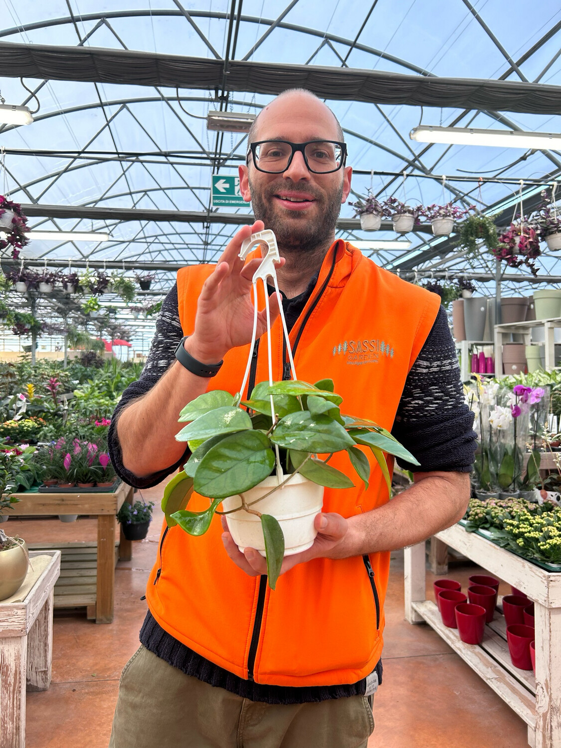 Hoya fungii - basket Ø14 cm