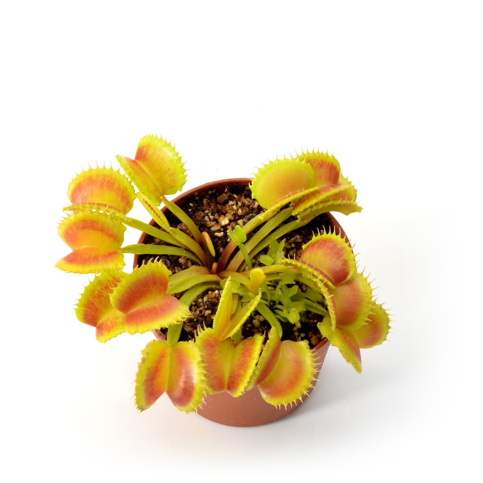 Dionaea muscipula Green Wizard x Harlequin #3 | Diflora