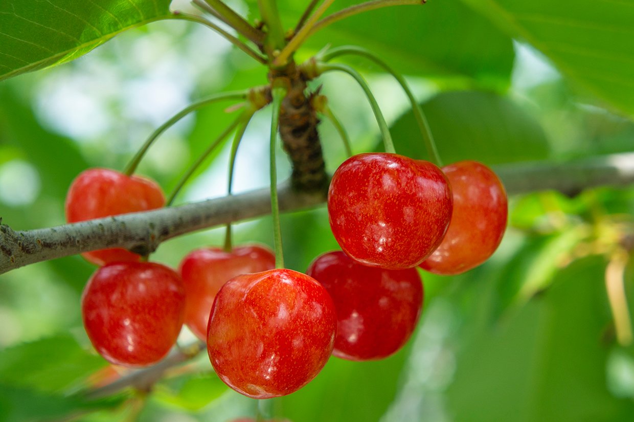 2026年 高柳果樹園 - 出発前に知っておくべきことすべて