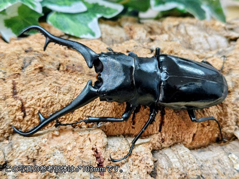 ギラファノコギリクワガタ(亜種ダイスケ) – クワガタムシ・カブトムシ