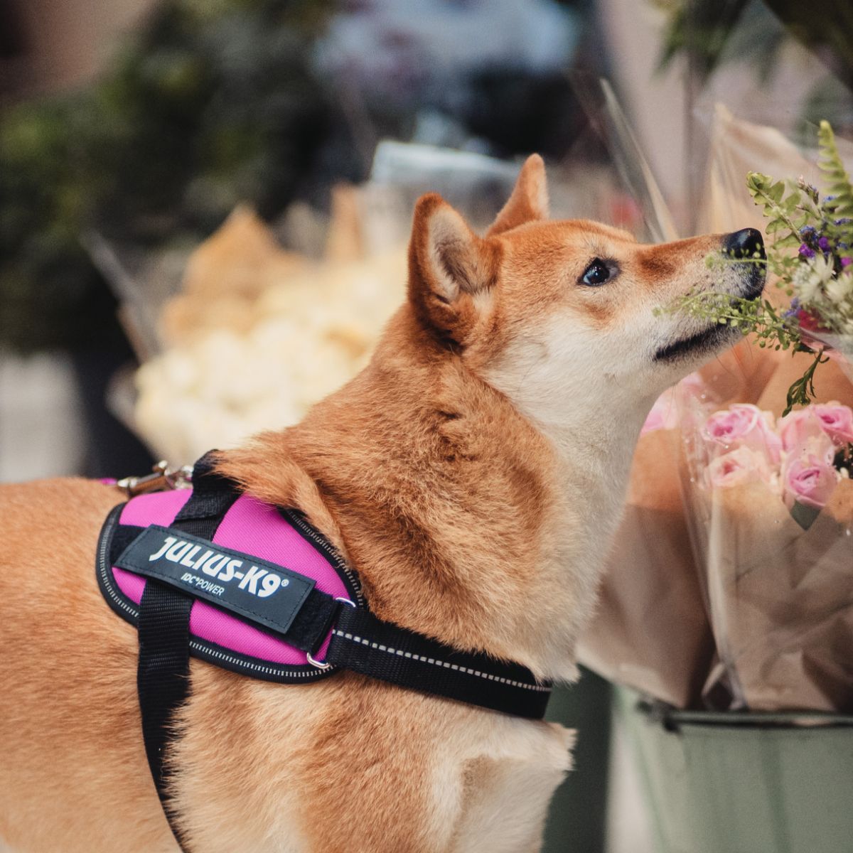 Julius-K9 ユリウスケーナイン】IDCパワーハーネス IDC®Power