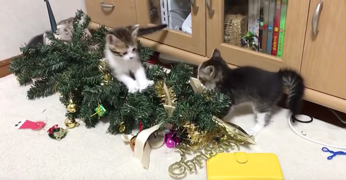子猫達に次々と襲撃されるクリスマスツリー。好奇心旺盛な子猫達の大