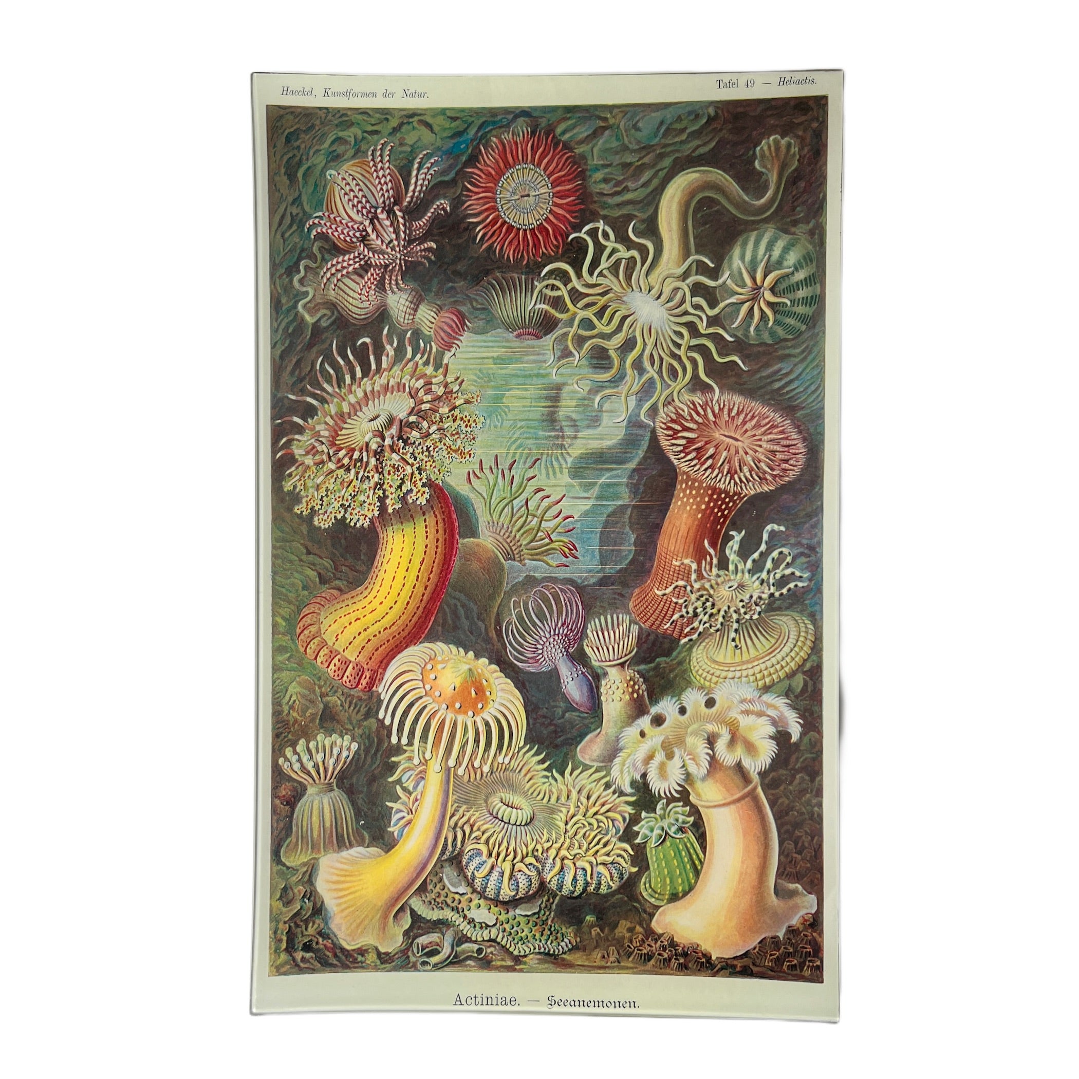 JOHN DERIAN】デコパージュプレート Actiniae (Sea Anemones