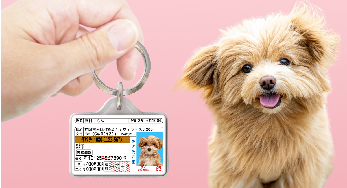 迷子・防災対策】愛犬用の身分証明書型グッズ「愛犬免許迷子札」を