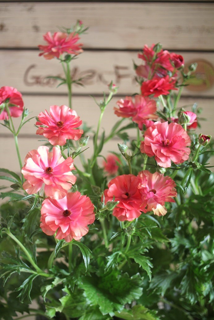 綾園芸さんのラナンキュラス ラックス『ムーサ』 ジャンクガーデン