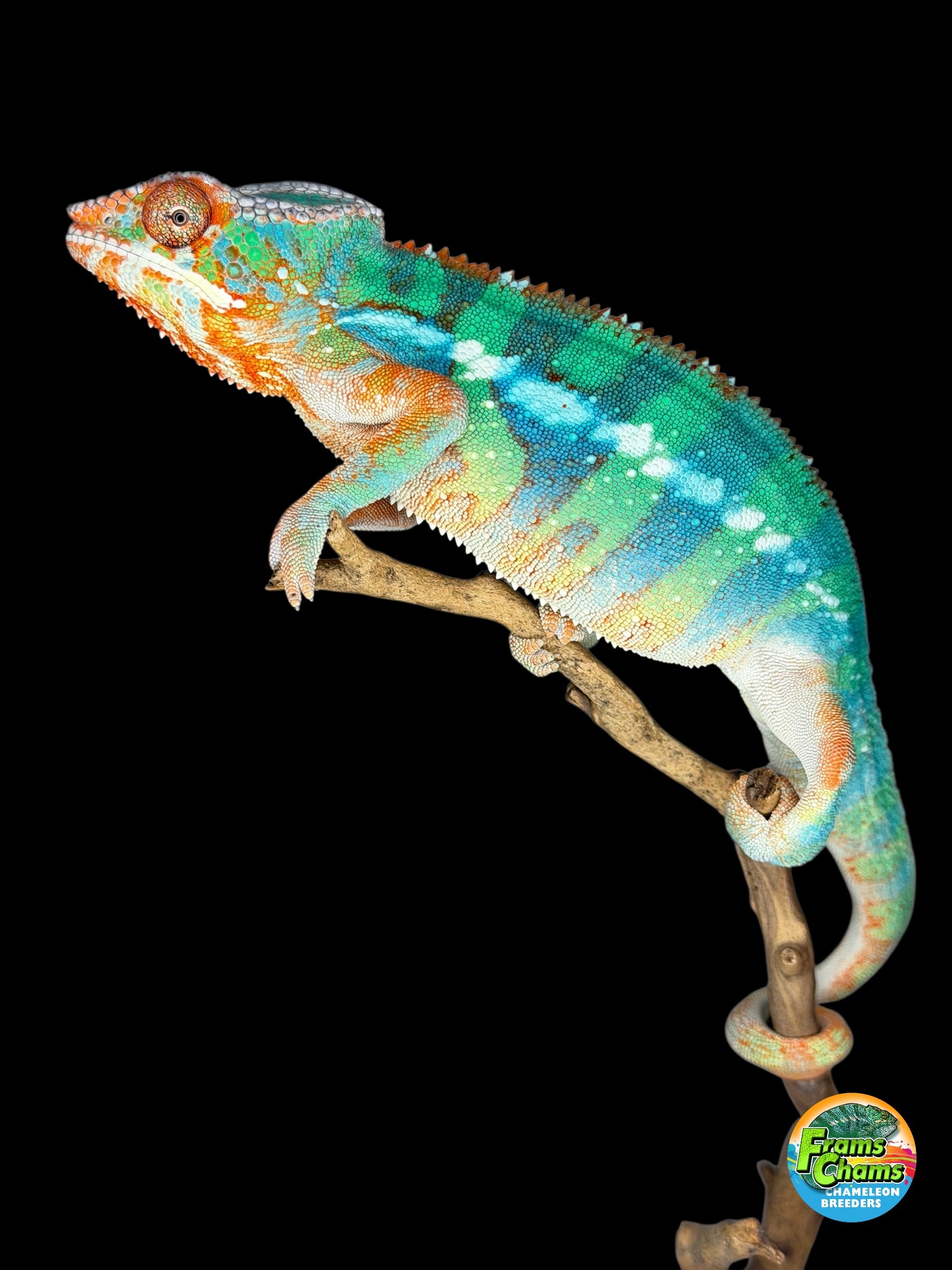 Ambilobe Panther Chameleon Male | Flash Jr. × Aslan Holdbacks