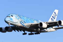 フライングホヌ ラニ/1号機」特別塗装機 全日空 (A380 | JA381A