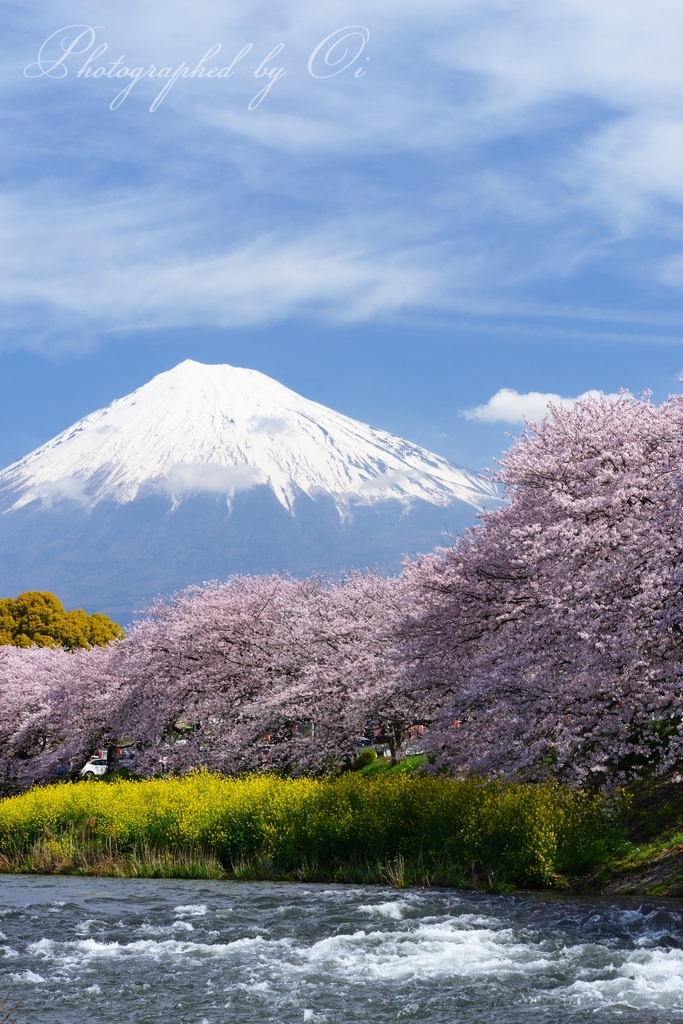 富士山写真家 オイ Photo Gallery - 春の富士山 | 富士山とともに