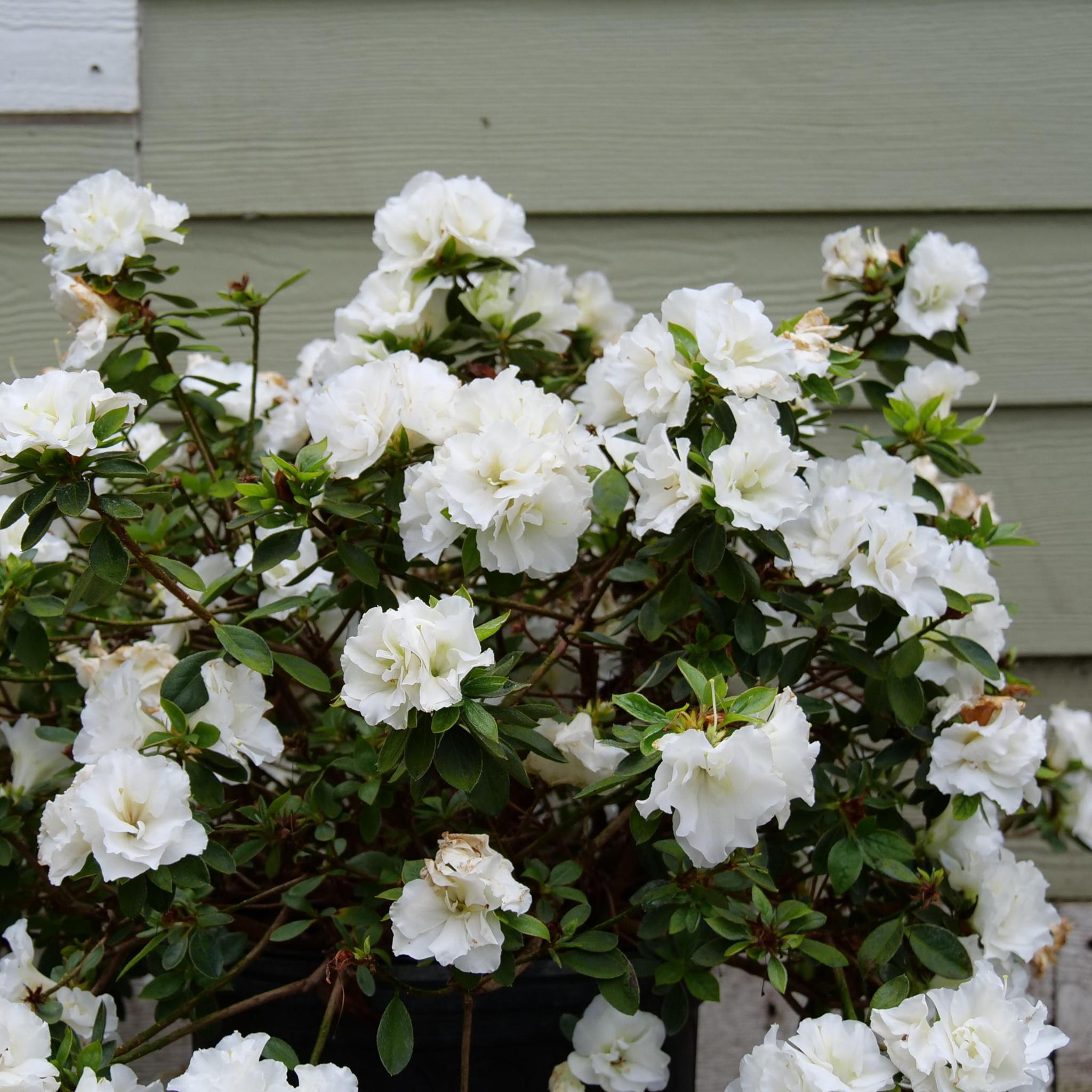 Perfecto Mundo® Double White Reblooming Azalea | Proven Winners