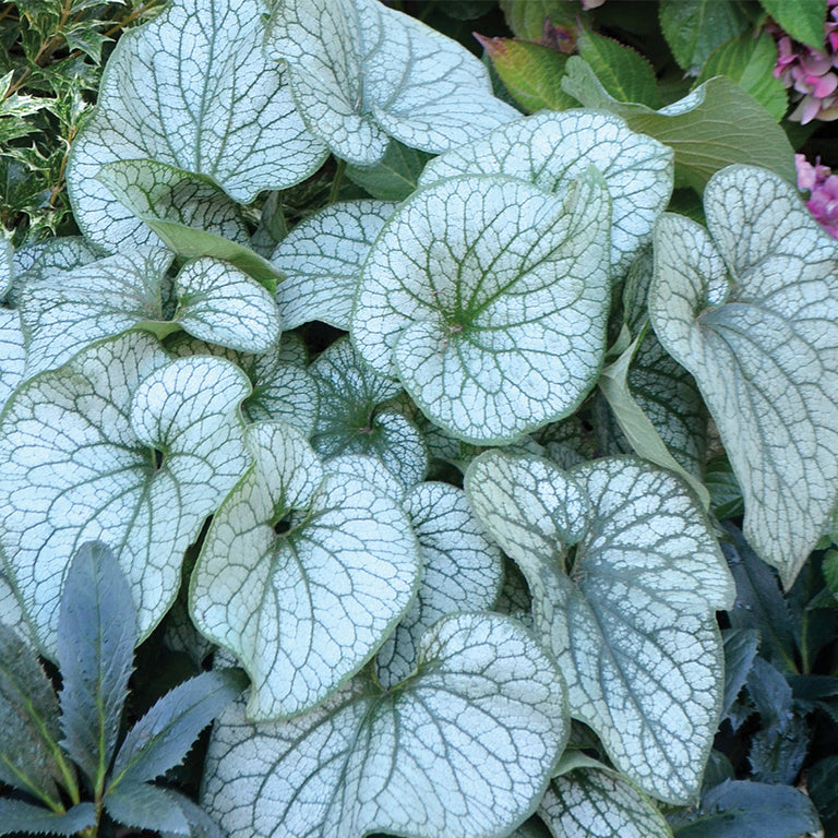Alexandria' Brunnera | Creekside Champions™ – Creekside Nursery, Inc