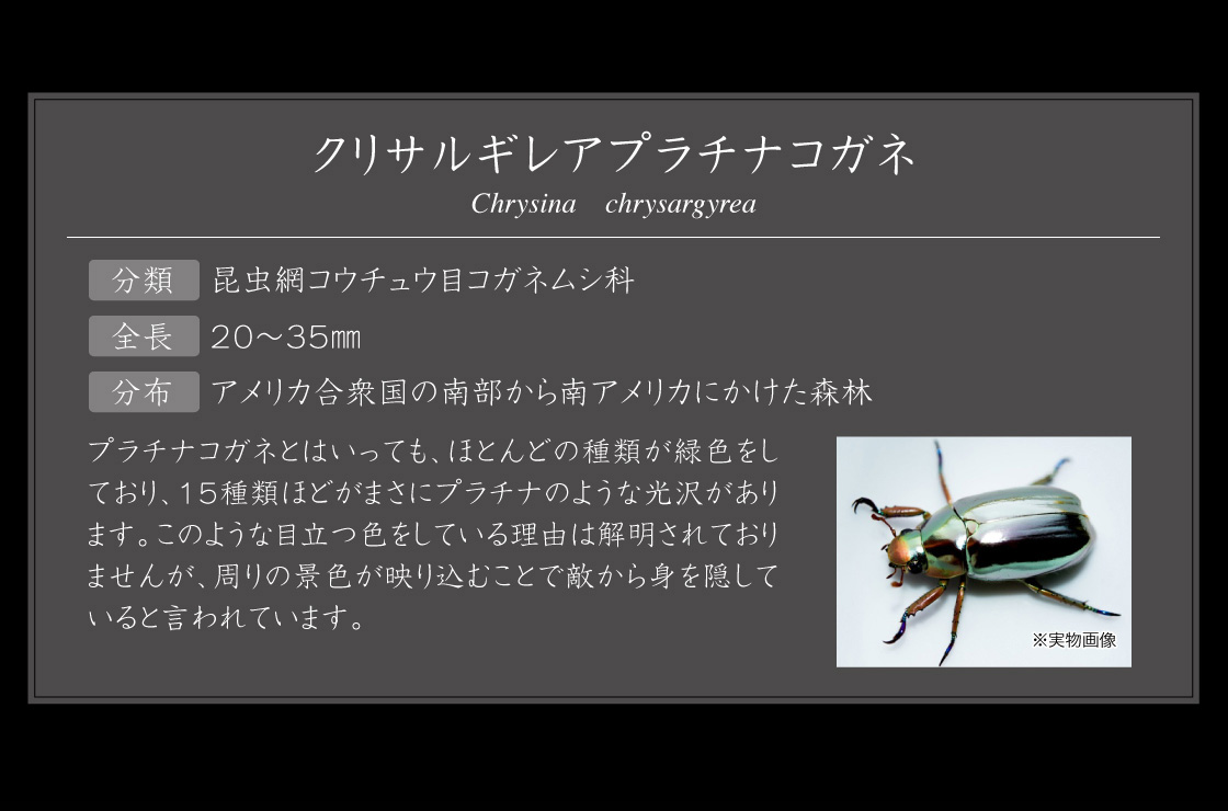 いきもの大図鑑アドバンス プラチナコガネとニジイロクワガタ