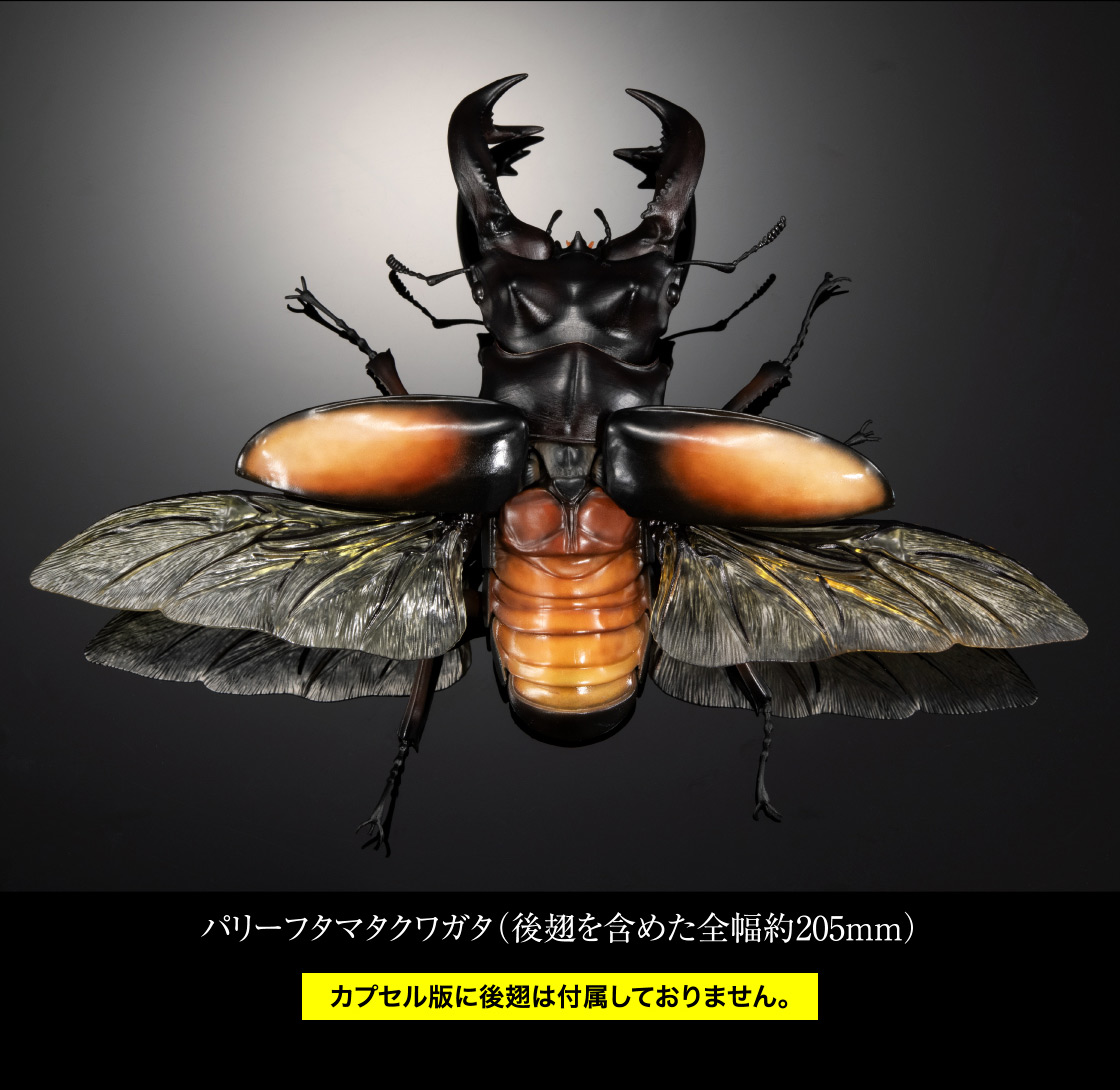 いきもの大図鑑アドバンス クワガタ02｜いきもの大図鑑｜ガシャポン