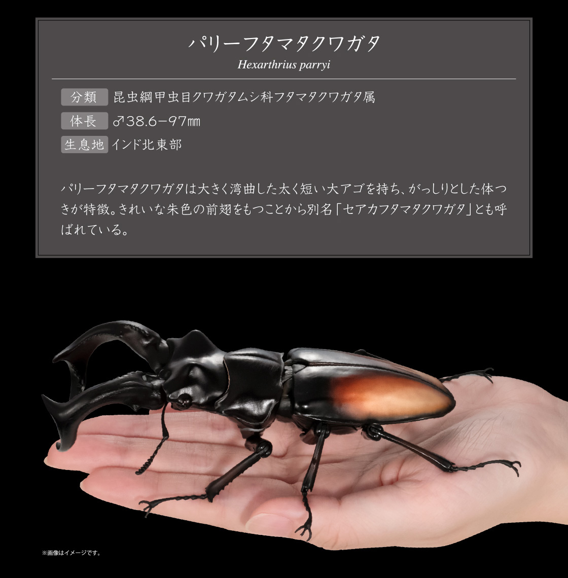 いきもの大図鑑アドバンス クワガタ02｜いきもの大図鑑｜ガシャポン
