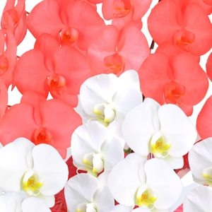 カラー胡蝶蘭「グラン 紅白」（大型タイプ 3f39rw）｜お祝いの胡蝶蘭