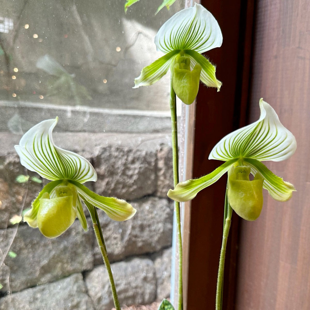 パフィオラン寄せ植え グリーン筋花 高台鉢 – gracemarket.net