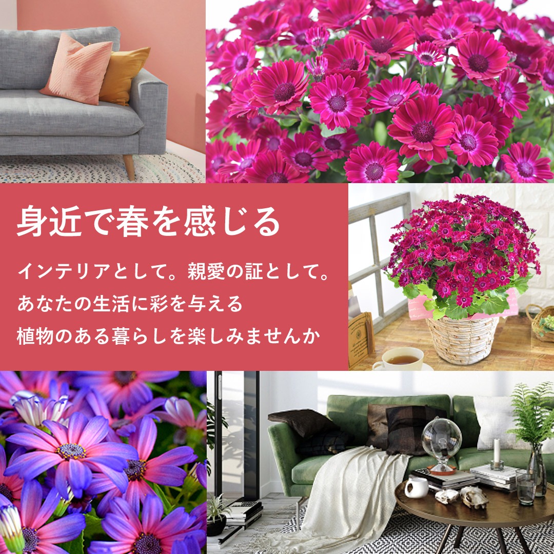 モリヒロ園芸さんの季節の鉢花 送料無料 プレミアム サイネリア ティア