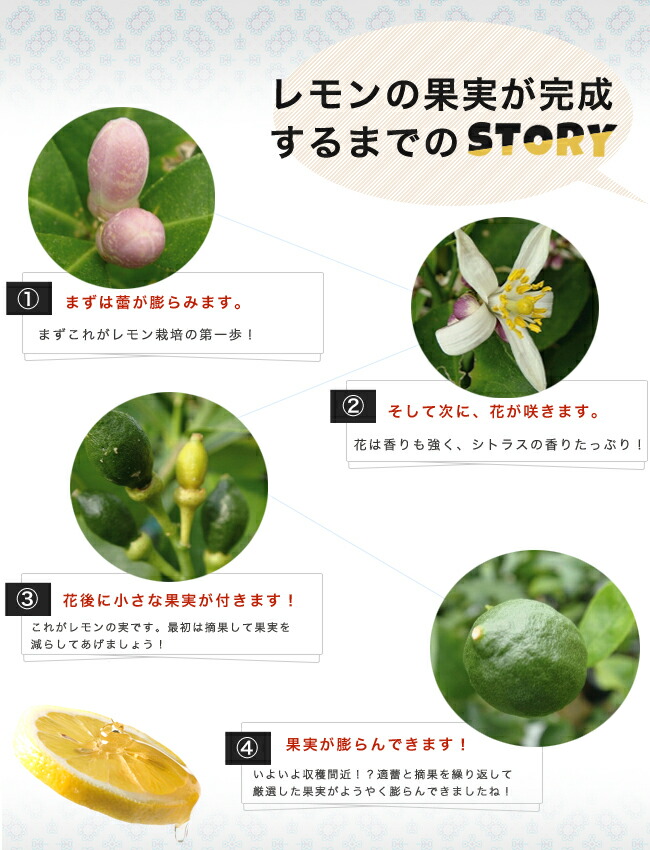 柑橘 レモン ポンテローザ 苗 通販 苗木部 By 花ひろばオンライン