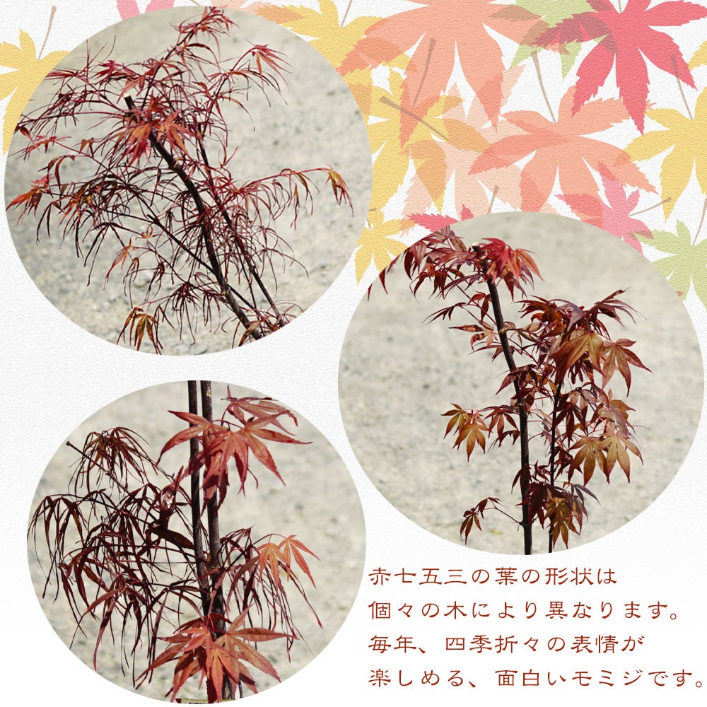 000000085718-06.jpg?size=l&w=