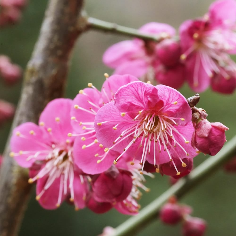 梅 (野梅系紅花八重咲き)[寒衣] 大品盆栽 楽天市場】現品の八重紅梅梅