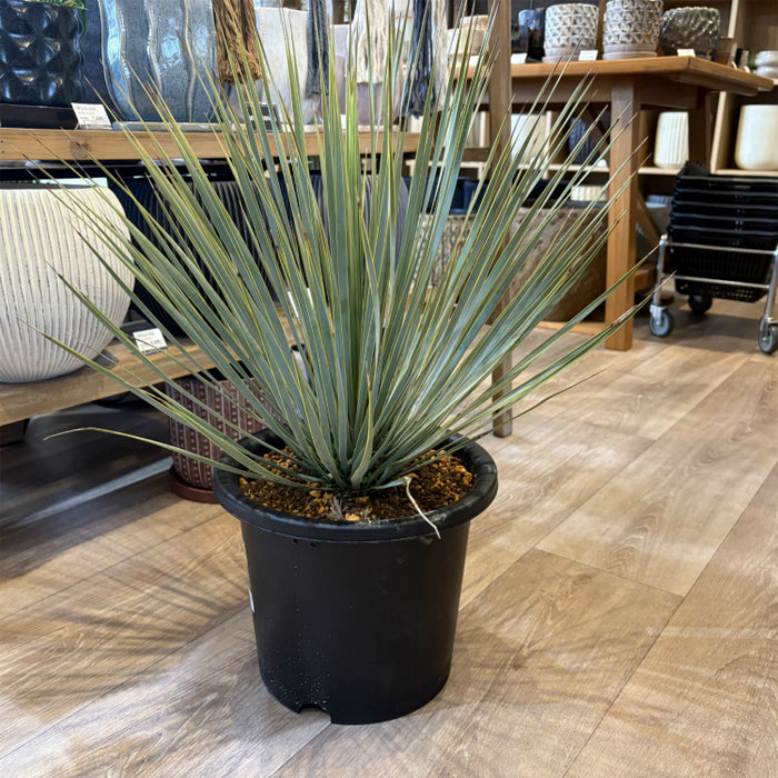 ユッカ ロストラータ 8号 – 鉢人