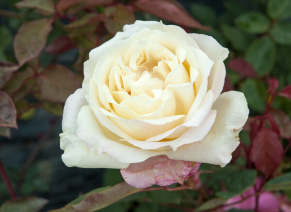 ミセス ダッドリー クロス – Mrs Dudley Cross | 姫野ばら園八ヶ岳農場